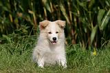BORDER COLLIE 1282